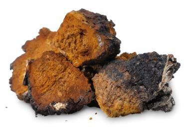 CHAGA PILZ BROKEN